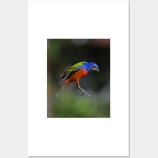 Painted Bunting Bird in Suspension Posters and Art